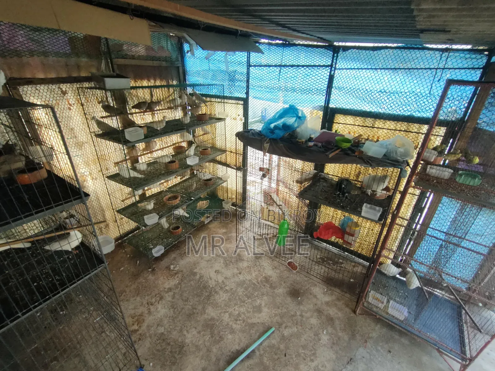 Birds with cage for sale