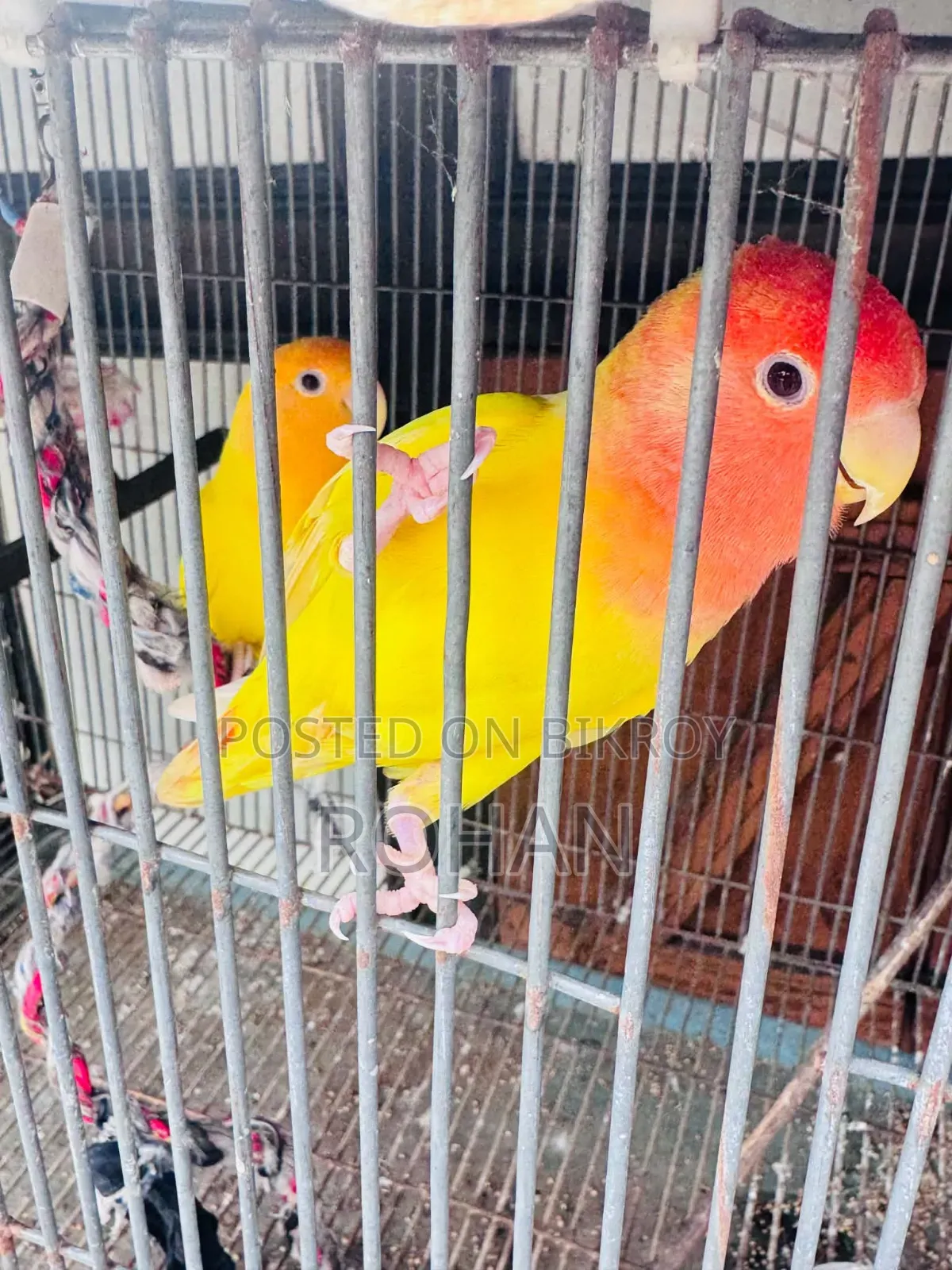 Lovebird