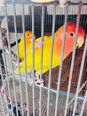 Lovebird
