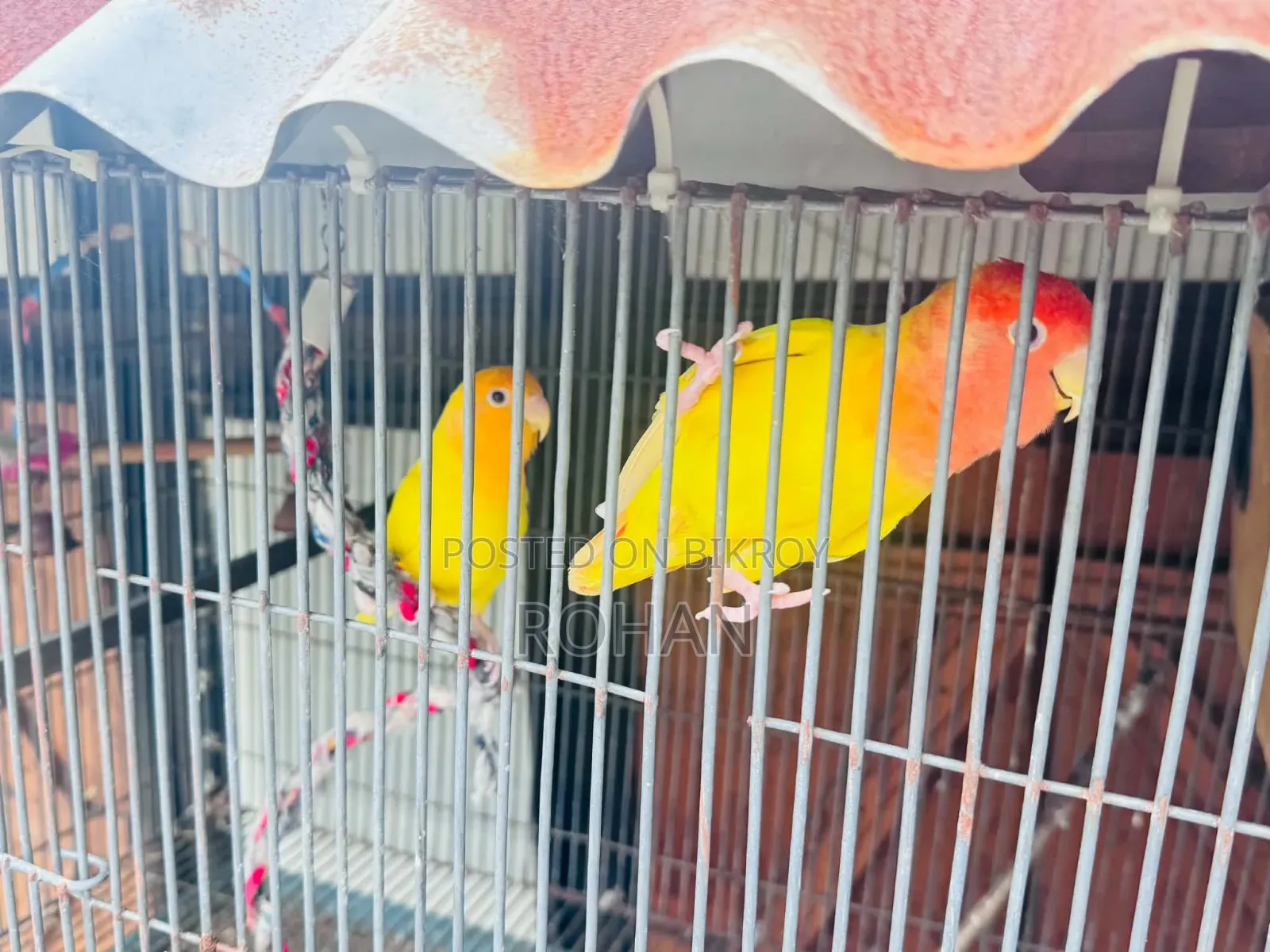 Lovebird