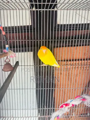 Lovebird