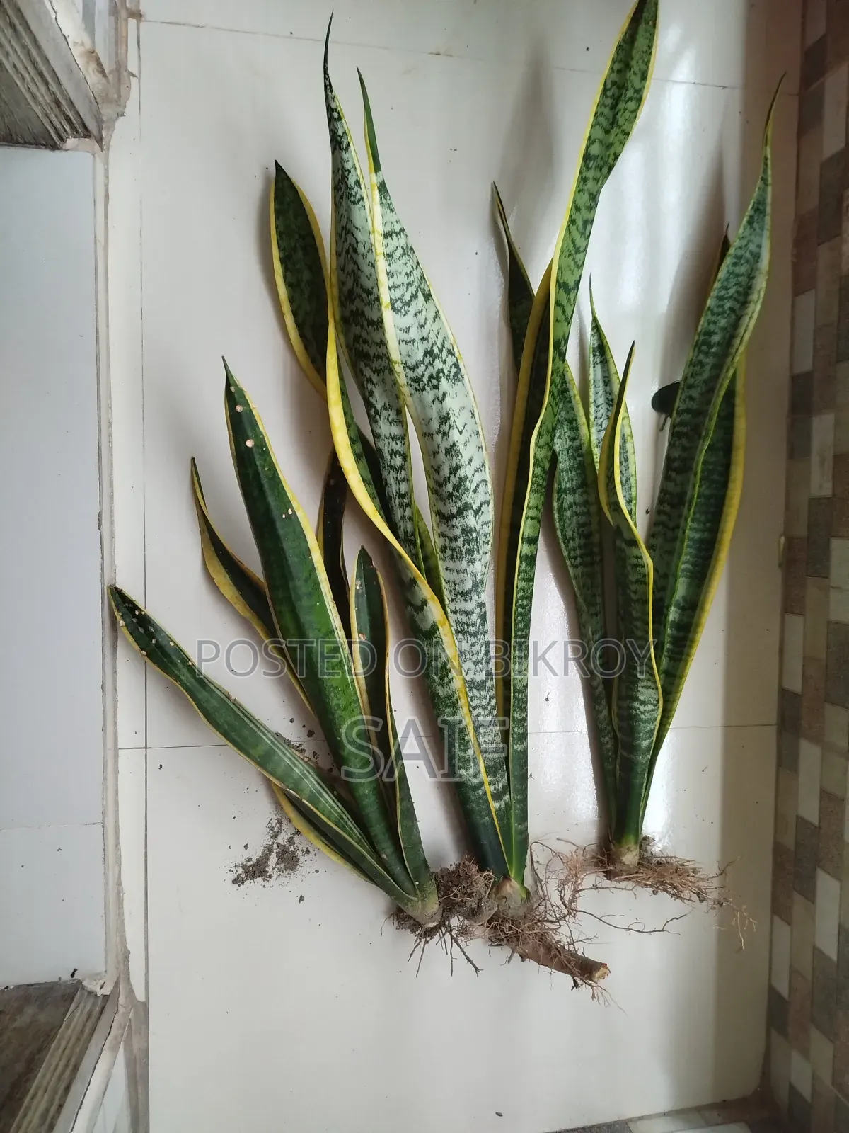 স্নেক প্ল্যান্ট(৩টি)