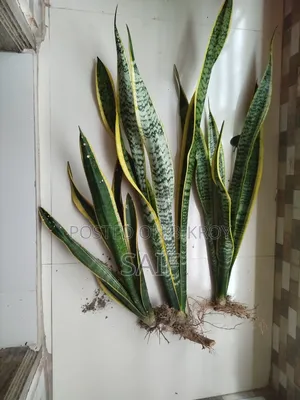 স্নেক প্ল্যান্ট(৩টি)