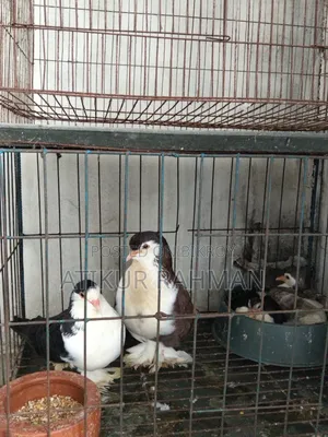 Siraji Pigeon + 1 Month Old Chick + Cage