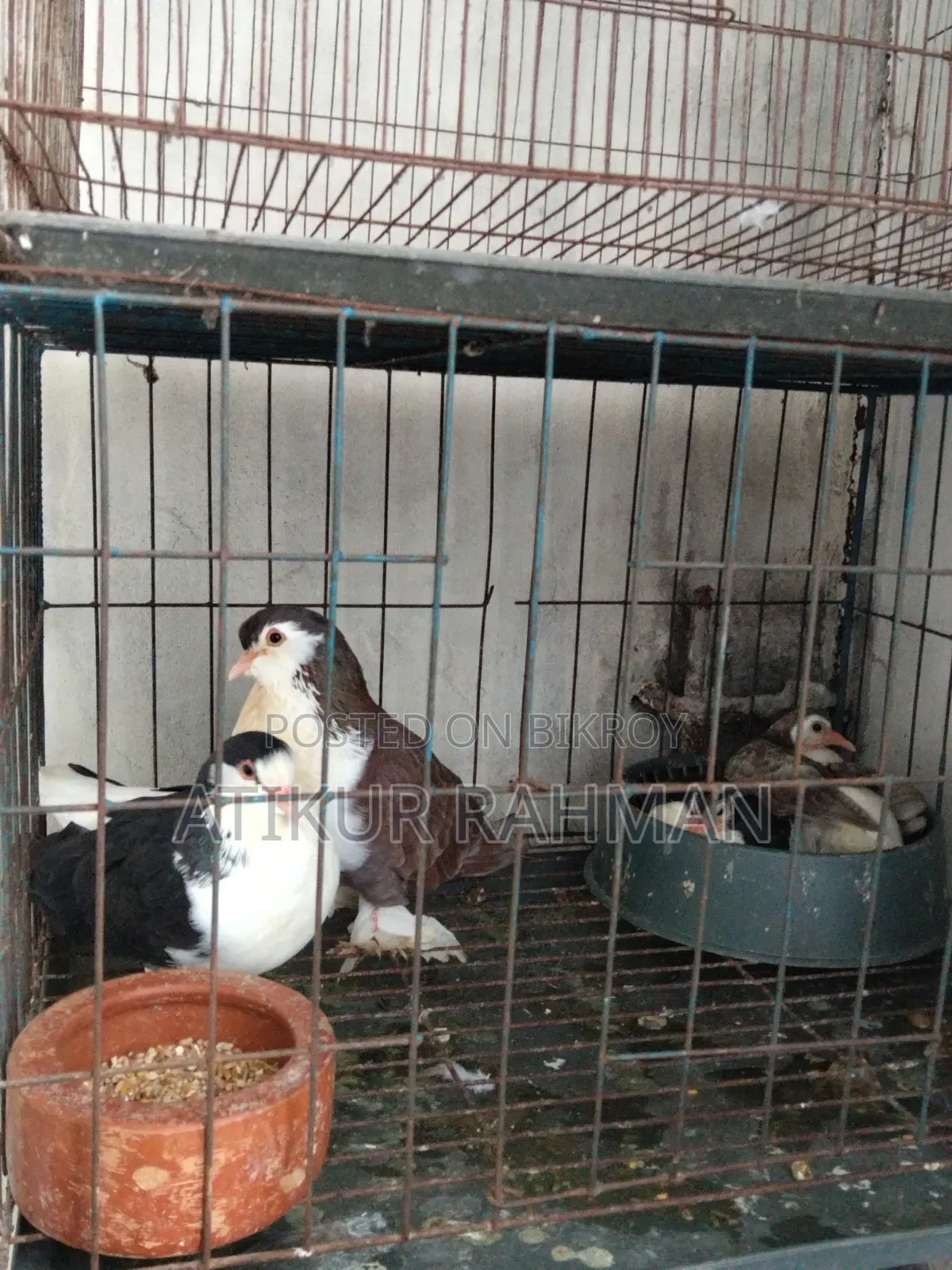 Siraji Pigeon + 1 Month Old Chick + Cage