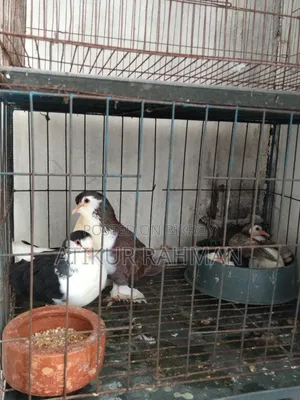 Siraji Pigeon + 1 Month Old Chick + Cage