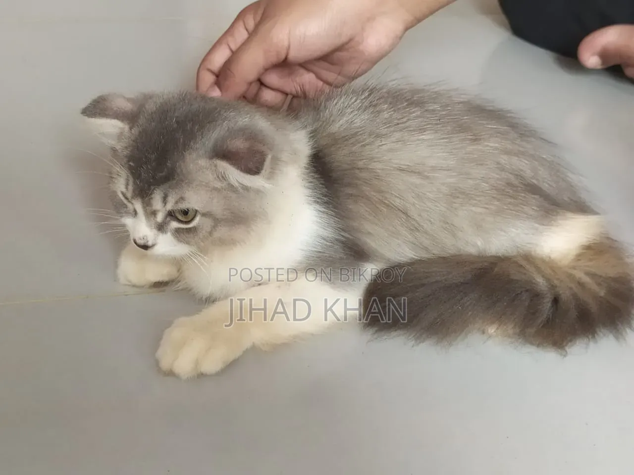 1-3 months Male Purebred Persian