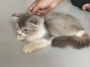 1-3 months Male Purebred Persian