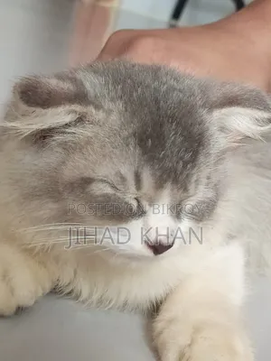 1-3 months Male Purebred Persian
