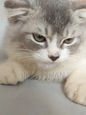 1-3 months Male Purebred Persian