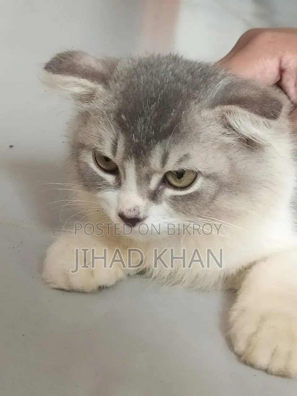 1-3 months Male Purebred Persian