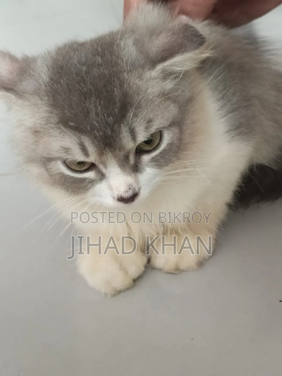1-3 months Male Purebred Persian