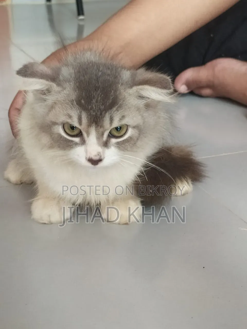 1-3 months Male Purebred Persian