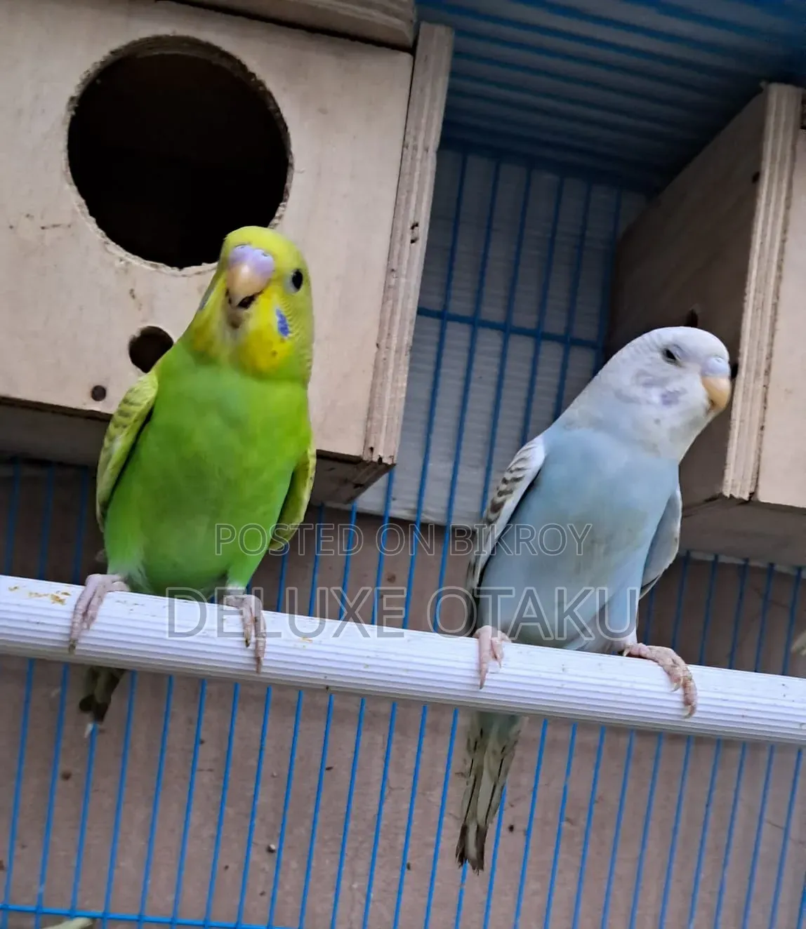 2 Month Baby Budgerigar Bird