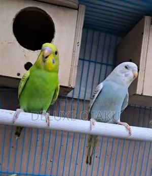 2 Month Baby Budgerigar Bird
