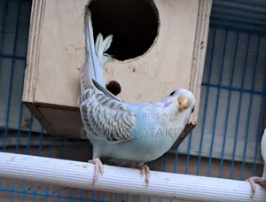 2 Month Baby Budgerigar Bird