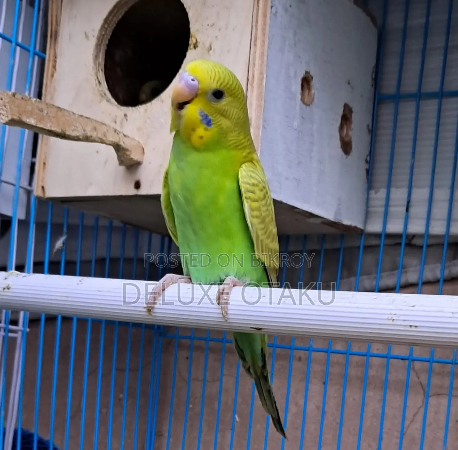 2 Month Baby Budgerigar Bird