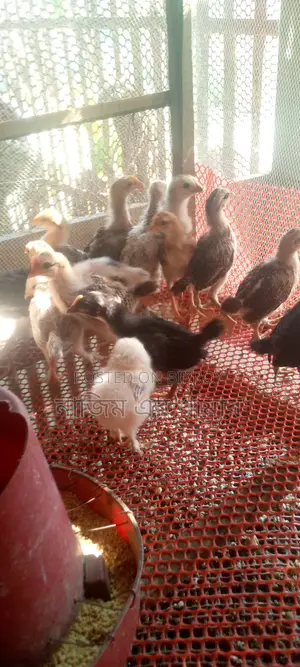 Native Chicken Chicks