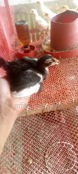 Native Chicken Chicks