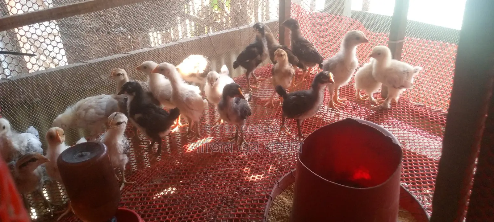 Native Chicken Chicks