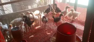 Native Chicken Chicks