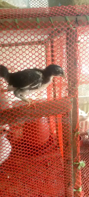 Native Chicken Chicks
