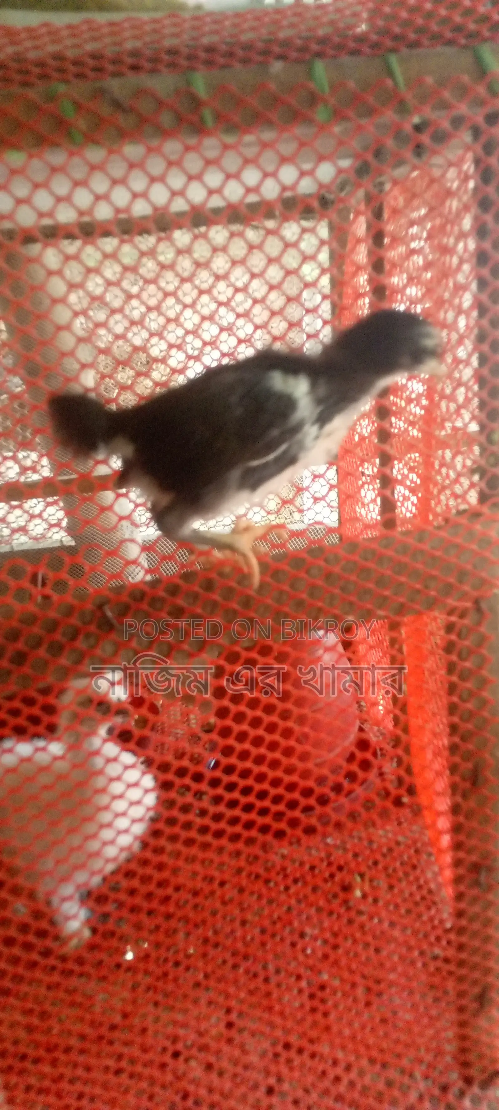 Native Chicken Chicks