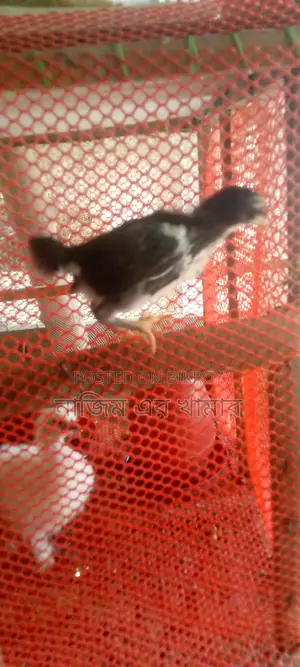 Native Chicken Chicks