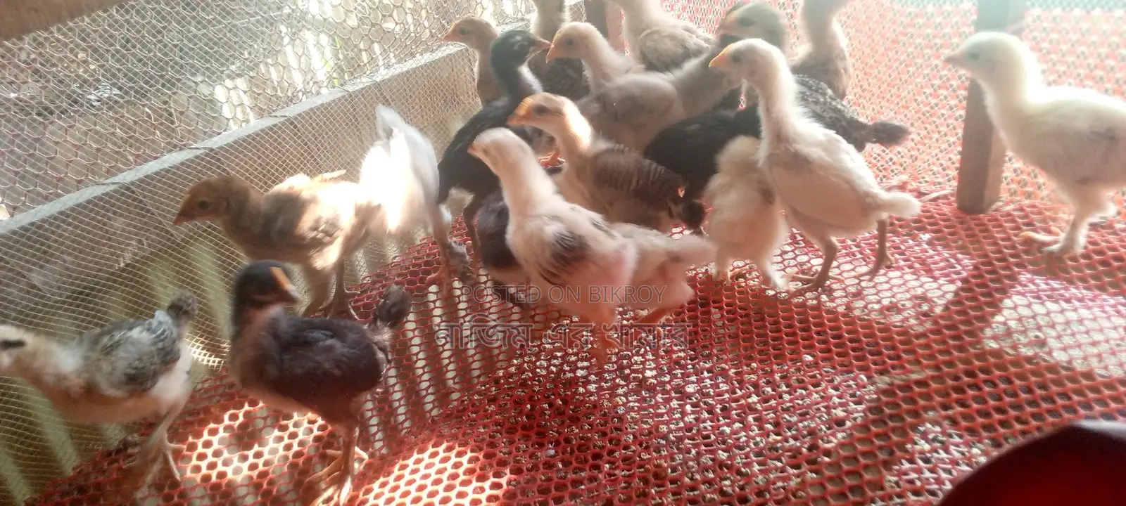 Native Chicken Chicks