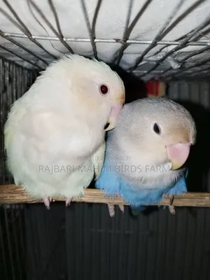 Lovebird Bird