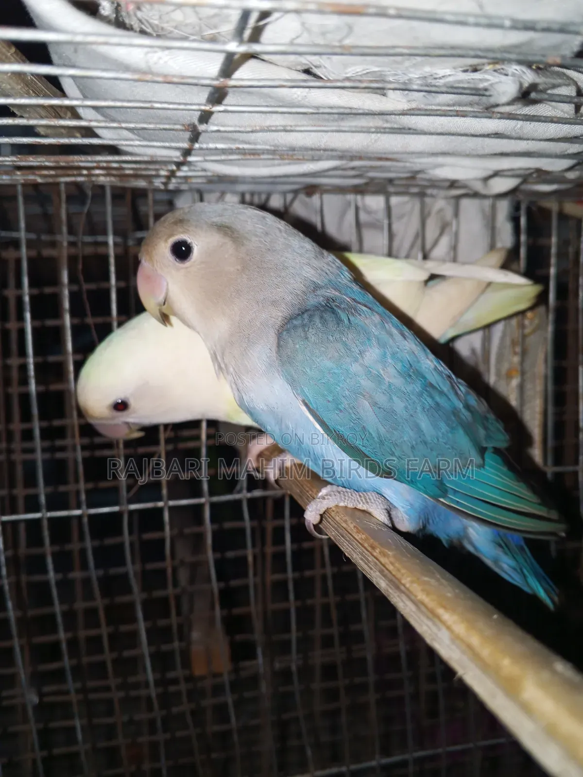 Lovebird Bird