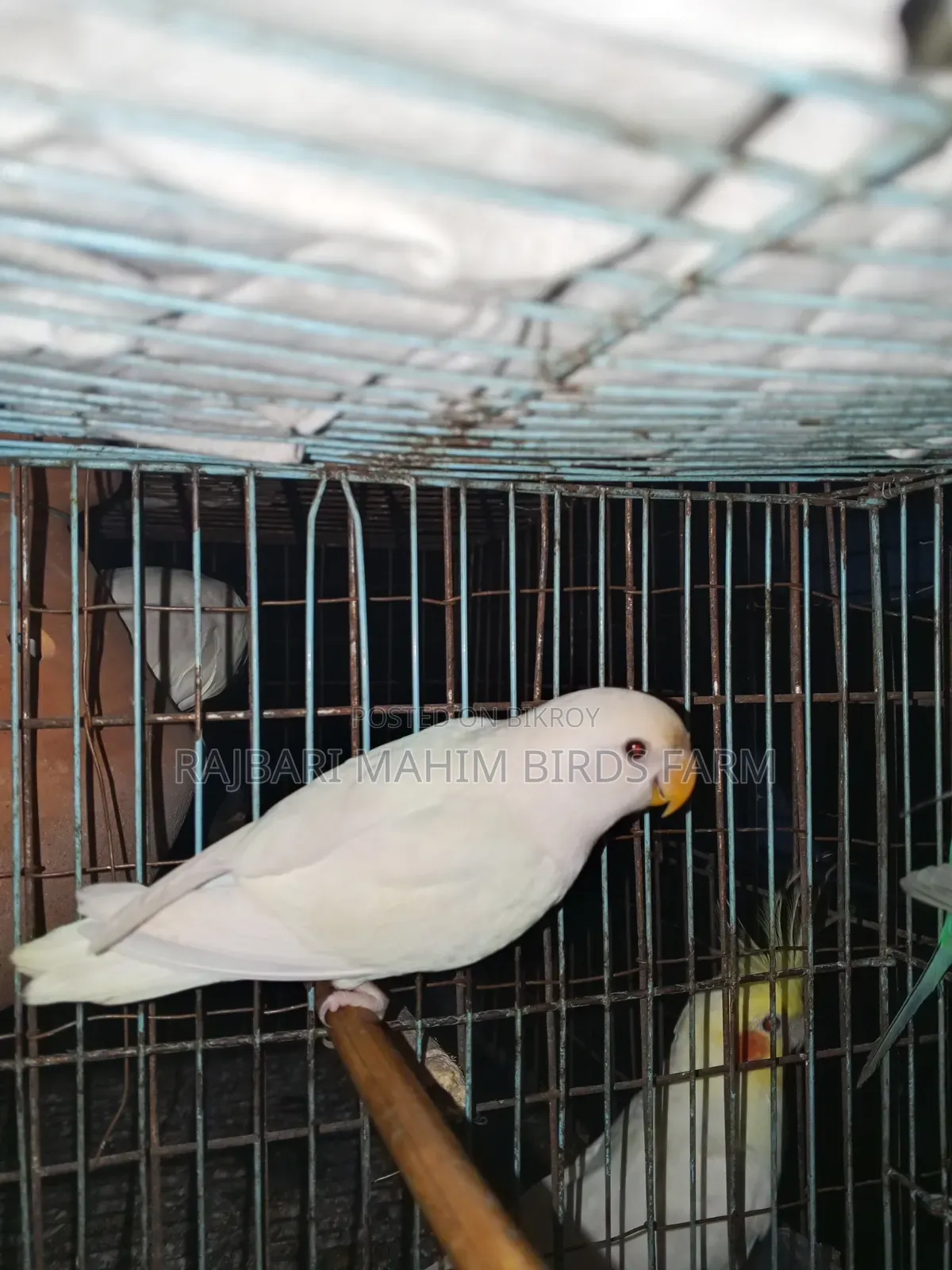 Lovebird Bird