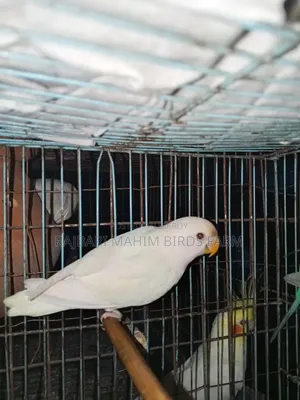 Lovebird Bird