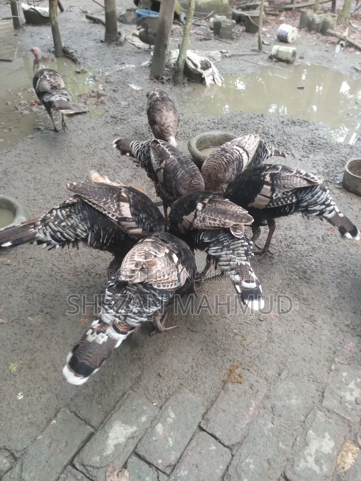 Turkey chicken for sale