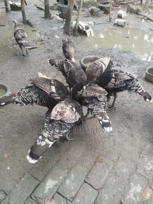 Turkey chicken for sale