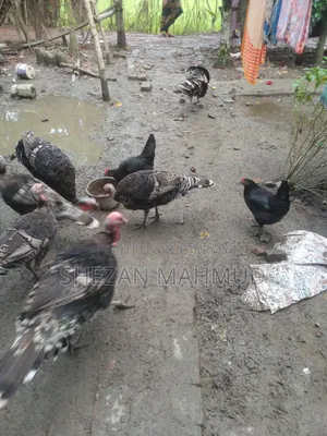 Turkey chicken for sale