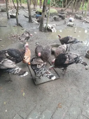 Turkey chicken for sale