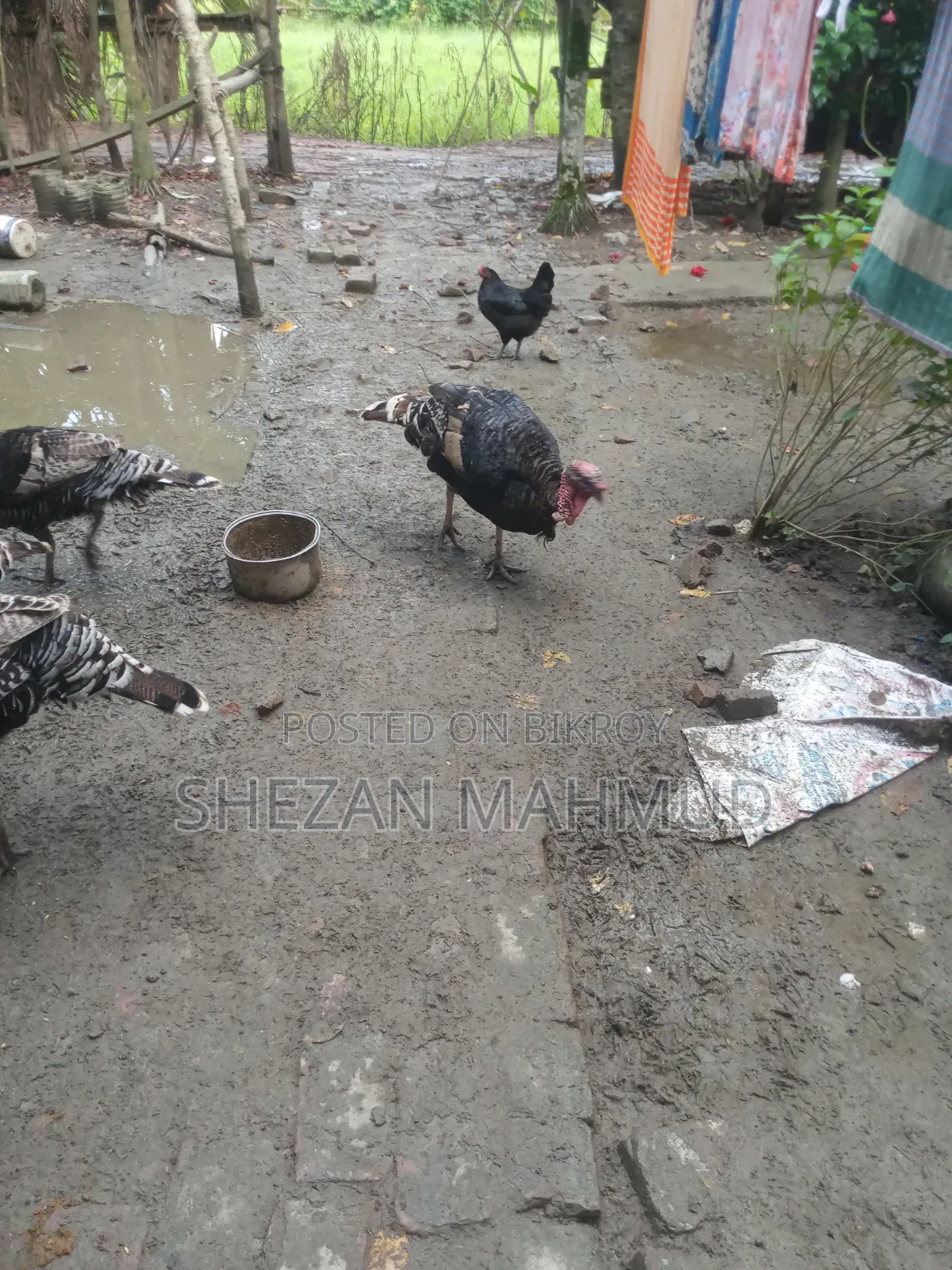Turkey chicken for sale