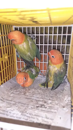 Lovebirds baby birds.