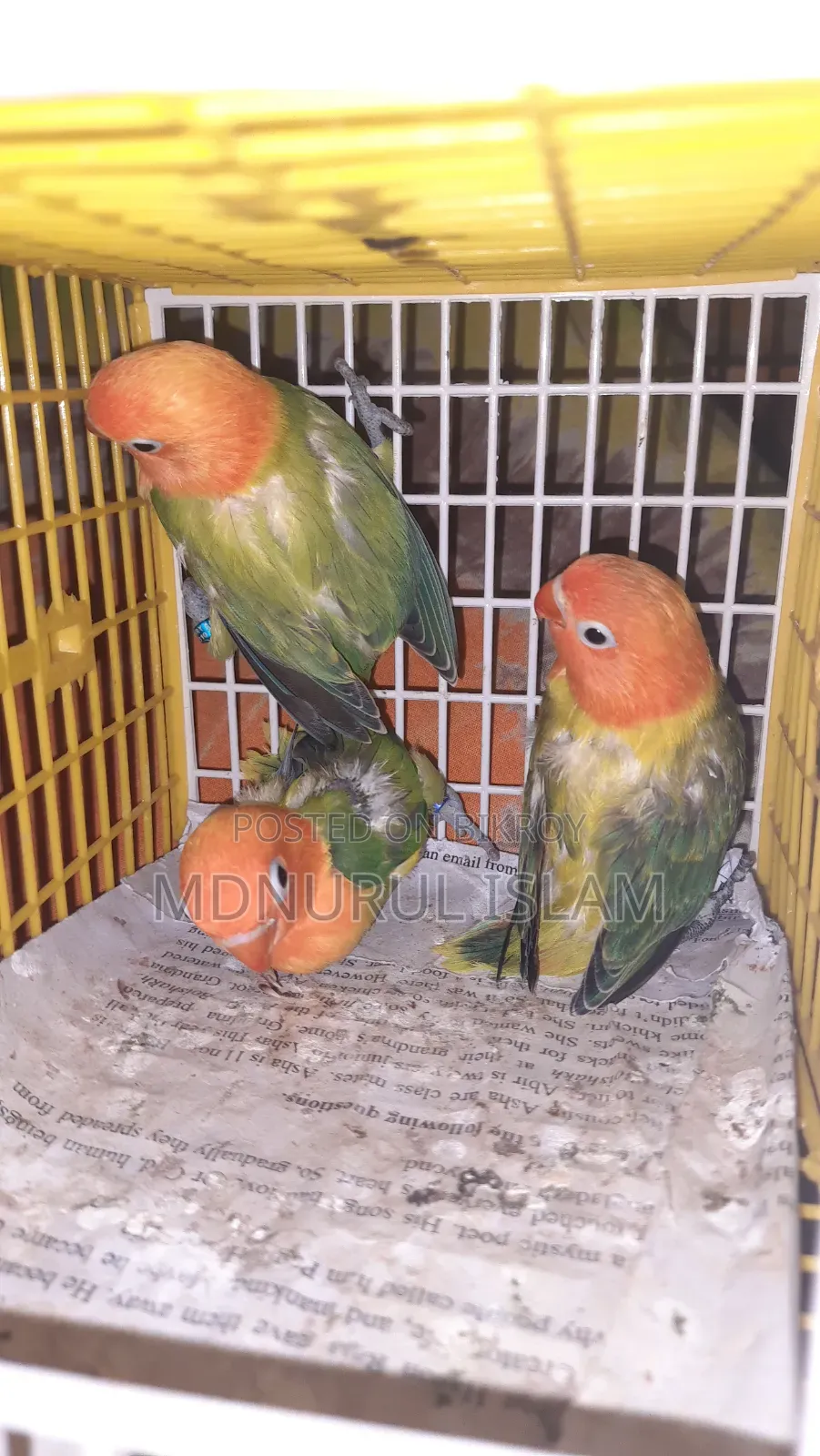 Lovebirds baby birds.
