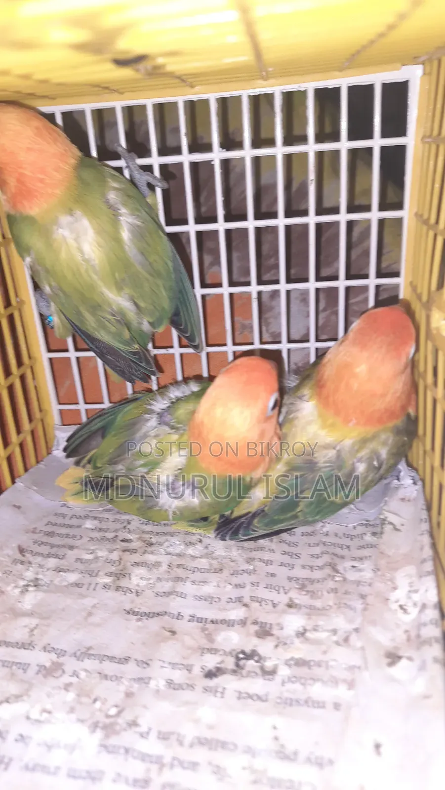 Lovebirds baby birds.