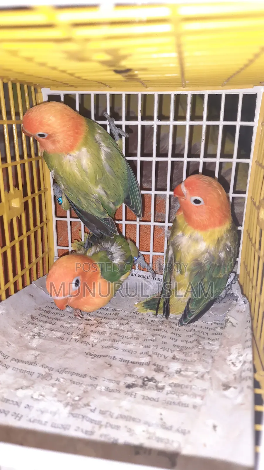 Lovebirds baby birds.