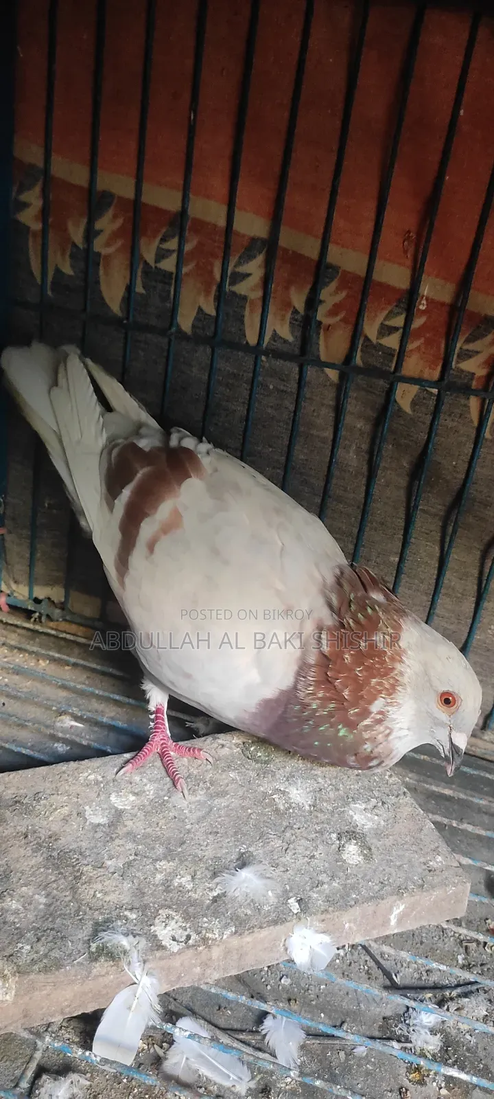 Mili Racer Male