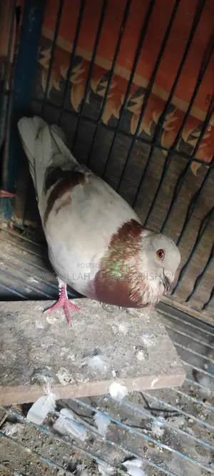 Mili Racer Male