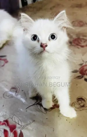 1-3 months Female Purebred Persian