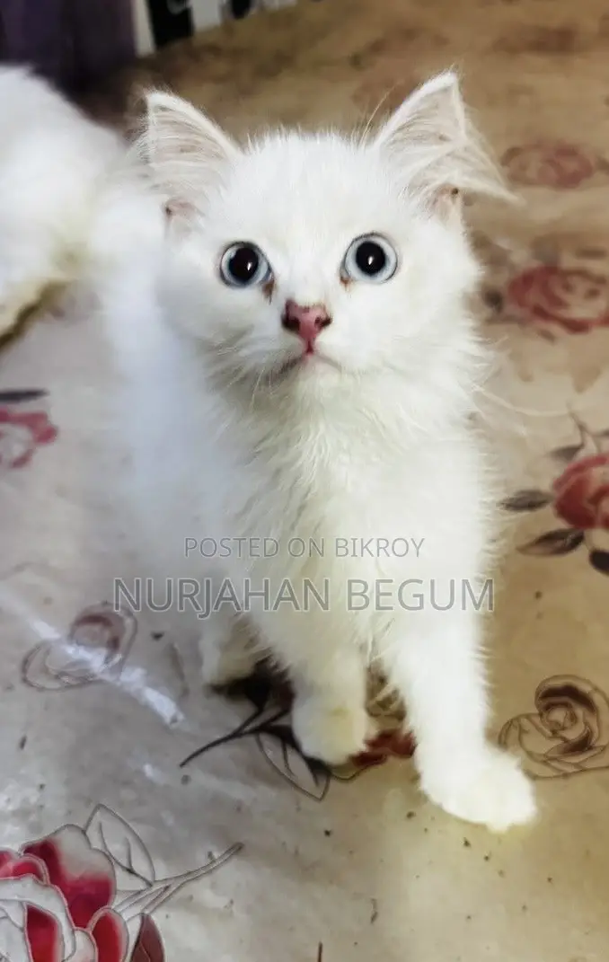 1-3 months Female Purebred Persian