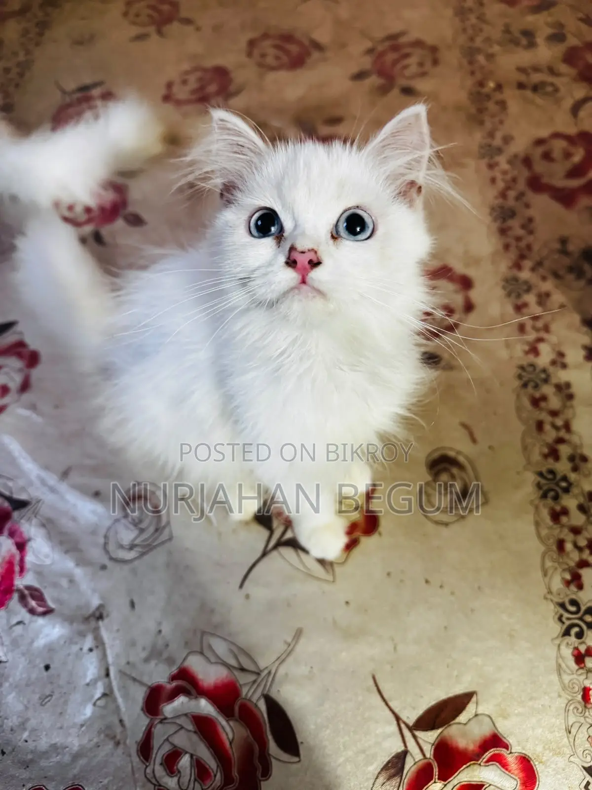 1-3 months Female Purebred Persian