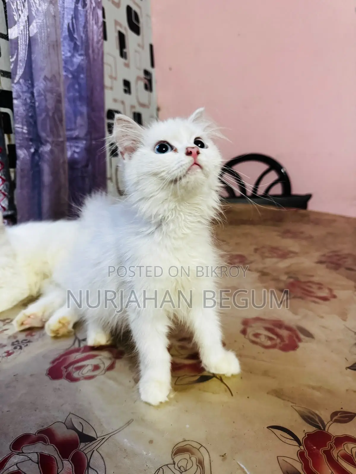 1-3 months Female Purebred Persian