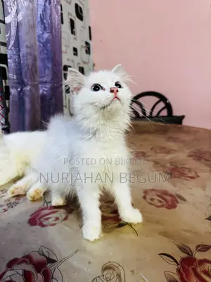 1-3 months Female Purebred Persian