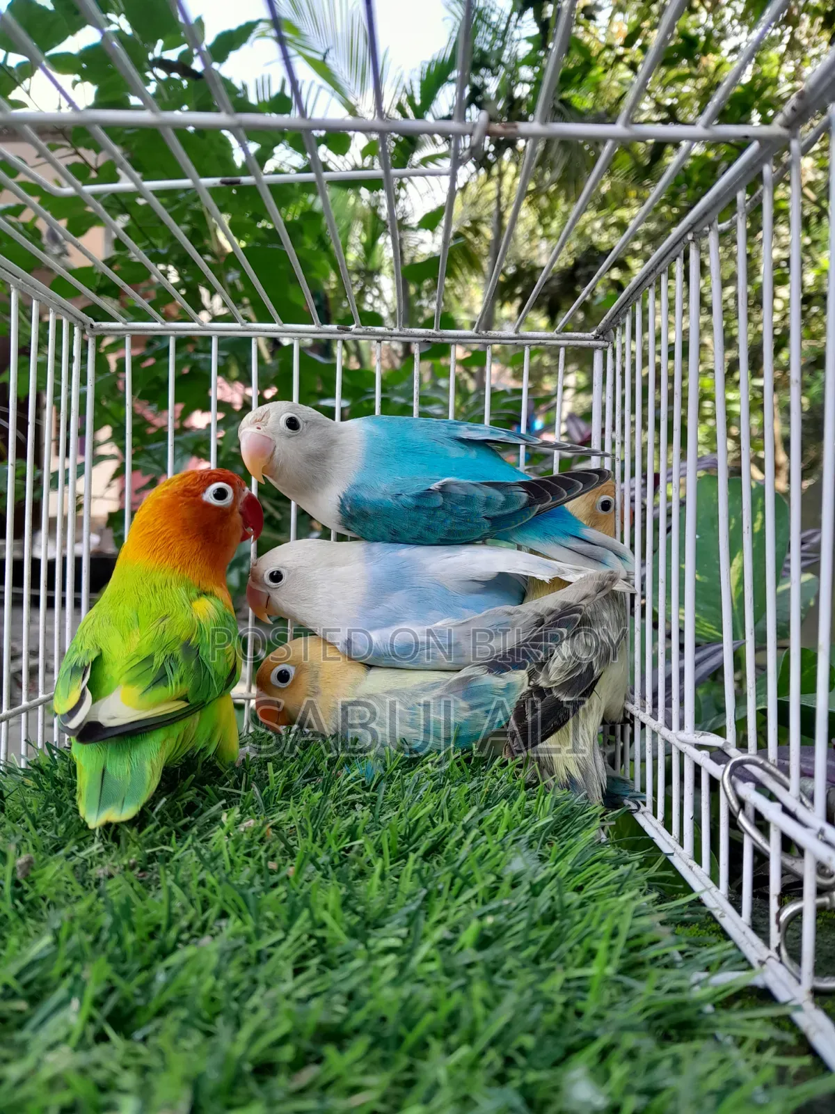 Love Bird Opalin